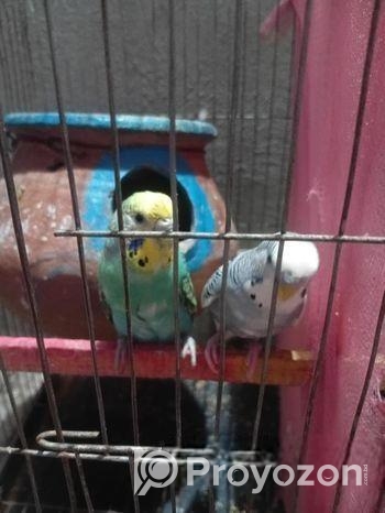 বাজরিকা রানিং জোড়া