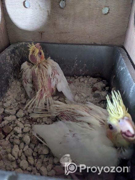 কোকাটেল বেবি ২ পিছ