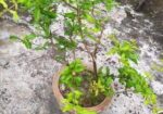পাকিস্তানি আনার গাছ বিক্রয়