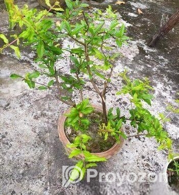 পাকিস্তানি আনার গাছ বিক্রয়