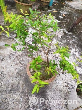 পাকিস্তানি আনার গাছ বিক্রয়