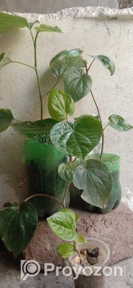 চুঁইঝাল ও পান গাছের চারা