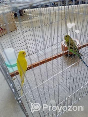 বাজিগার পাখি ২পিছ