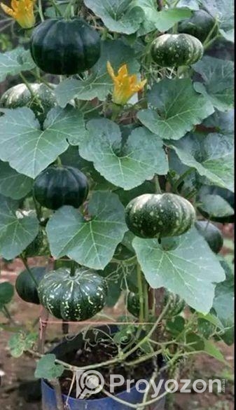 জাপানি হাজারী পামকিন মিষ্টি কুমড়ার বীজ