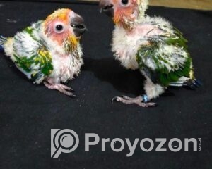 fitted-39_2025-09-10_21-33-31