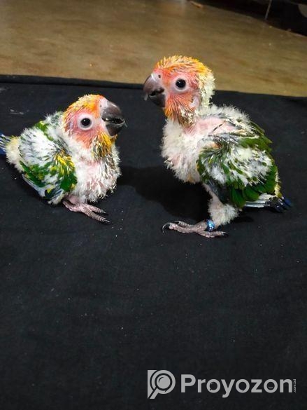 সানকনুর টেমসাইজ বাচ্চা বিক্রি করা হবে।