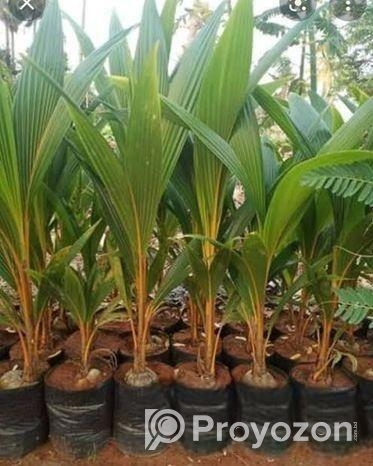 ভিয়েতনাম খাটো জাতের হাইব্রিড নারিকেল