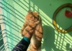 Parsian female Kitten for Sale
