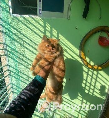 Parsian female Kitten for Sale