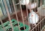 ডায়মন্ড ডাব বিক্রি