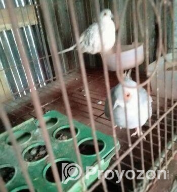 ডায়মন্ড ডাব বিক্রি