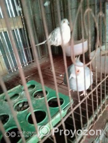 ডায়মন্ড ডাব বিক্রি