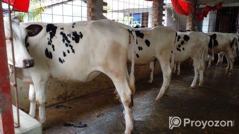 ৩০০ ৬ টি বকনা অল্প দামে কিনুন।