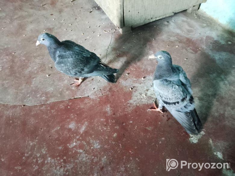 সব গুলো ভালো মানের কবুতর