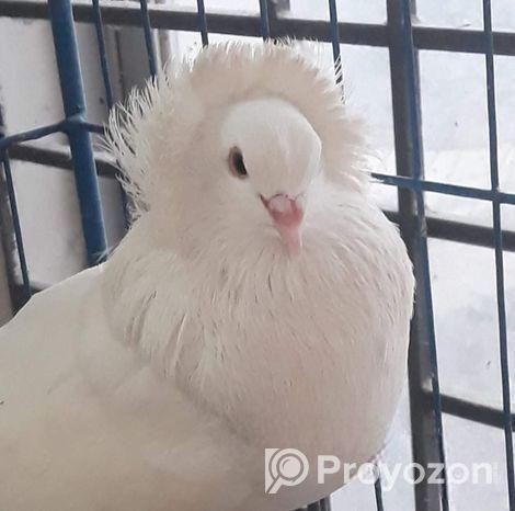 বিগ সাইজ সাদা বোম্বাই – মাস্টার পেয়ার