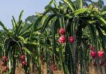 ড্রাগন গাছের চারা