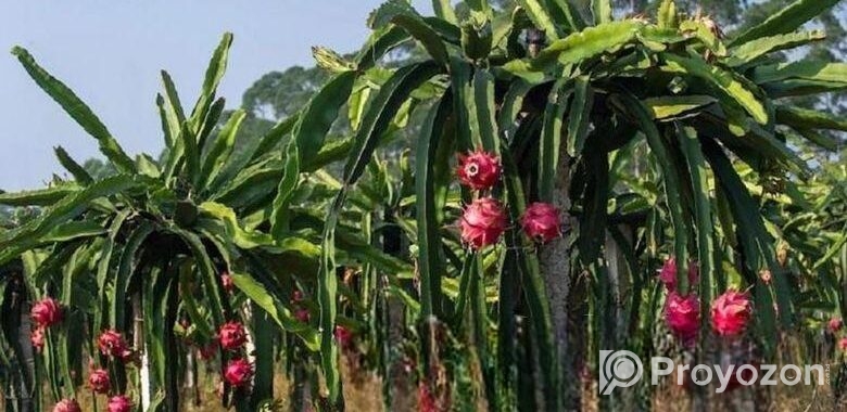 ড্রাগন গাছের চারা
