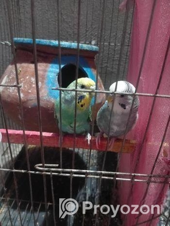 বাজরিকা রানিং জোড়া