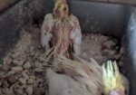 কোকাটেল বেবি ২ পিছ