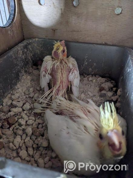 কোকাটেল বেবি ২ পিছ