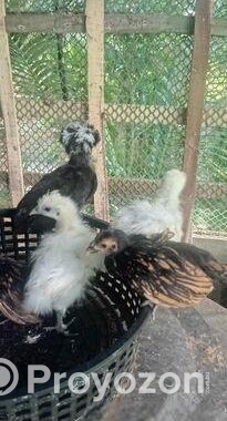 সিল্কি ৩ পিছ আর গোল্ডেন সেলব্রাইট