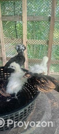 সিল্কি ৩ পিছ আর গোল্ডেন সেলব্রাইট