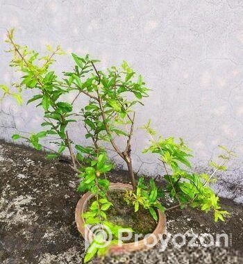 পাকিস্তানি আনার গাছ বিক্রয়