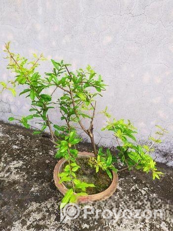 পাকিস্তানি আনার গাছ বিক্রয়