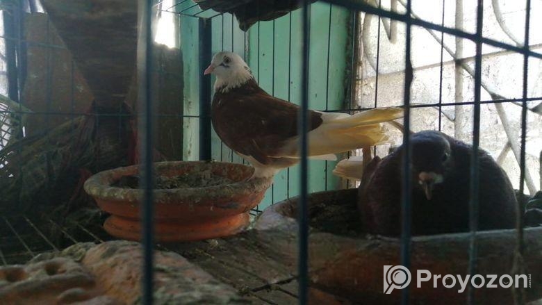 Kobutor & Khacha Bikri