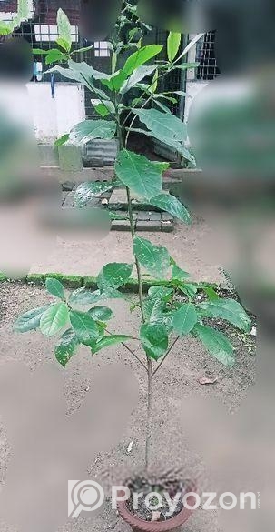 কাঠবাদাম গাছ