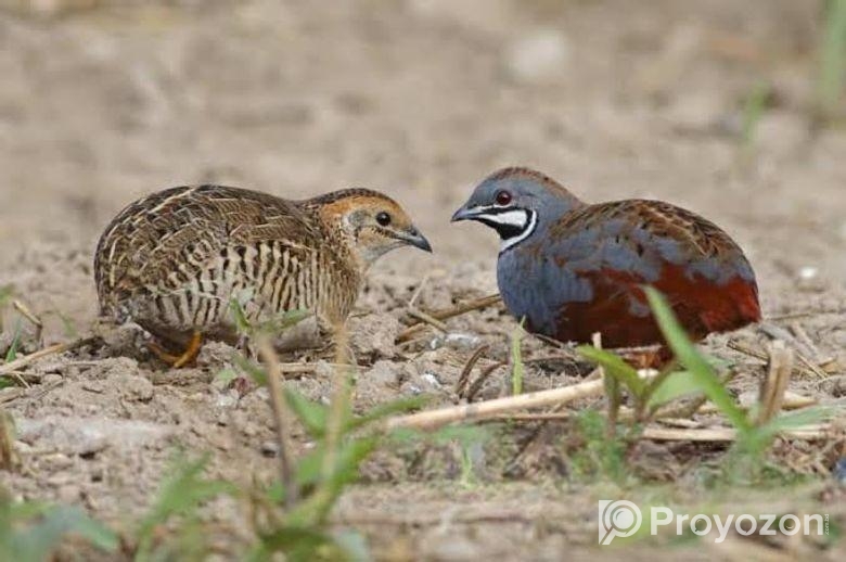 কিং কোয়েল