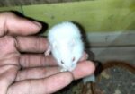 Hamster