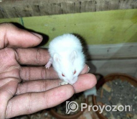 Hamster