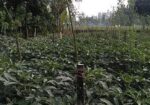 JOMI BIKROY