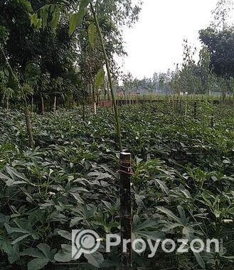 JOMI BIKROY
