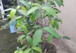 ছাদ বাগানের কিছু ফল গাছ বিক্রি