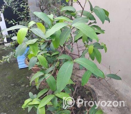 ছাদ বাগানের কিছু ফল গাছ বিক্রি