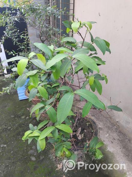 ছাদ বাগানের কিছু ফল গাছ বিক্রি