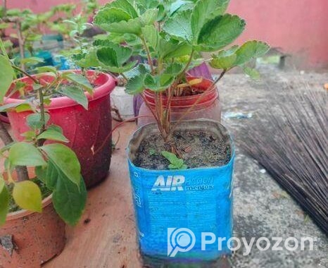 স্ট্রবেরি মাদার প্লান্ট