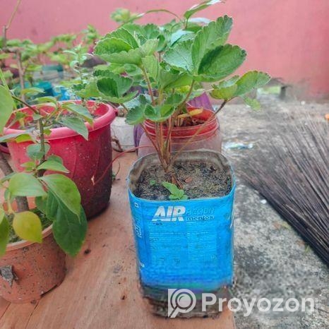 স্ট্রবেরি মাদার প্লান্ট