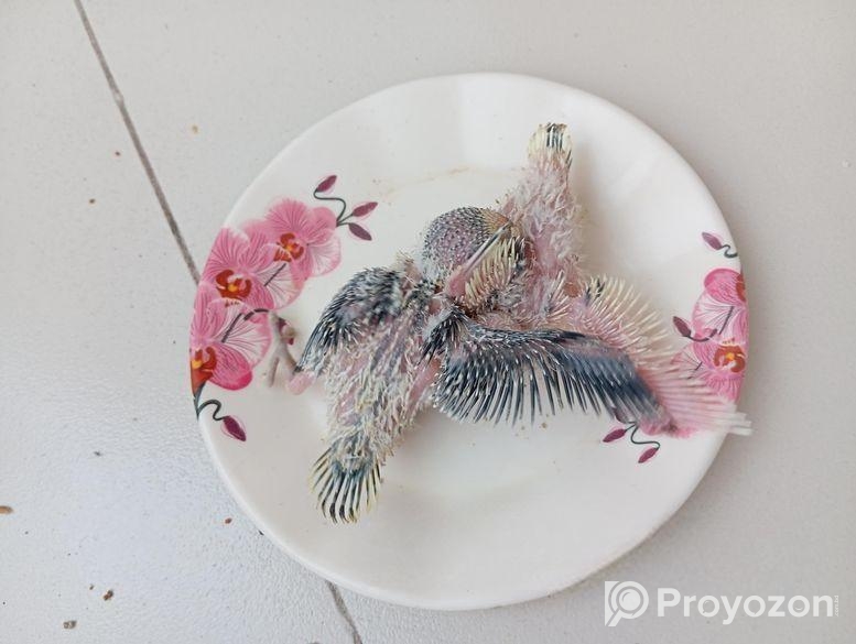 টেম সাইজ বাজরিকা