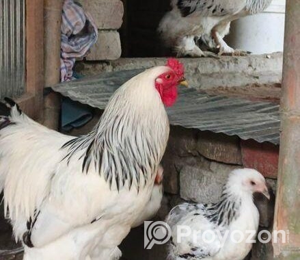 কলম্বিয়ান লাইট ব্রাহামা এর বাচ্চা বিক্রি হইবে।