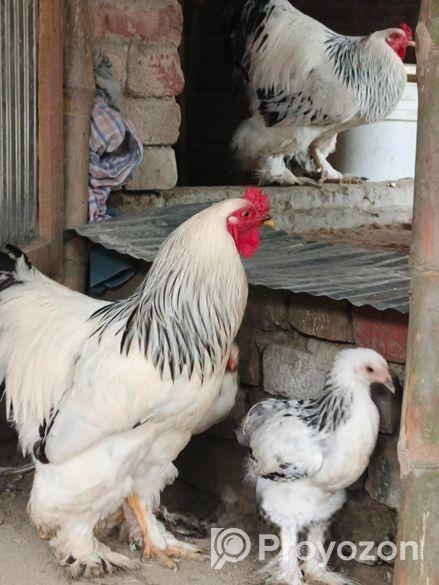 কলম্বিয়ান লাইট ব্রাহামা এর বাচ্চা বিক্রি হইবে।