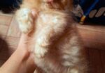 Pure Persian Female Cat