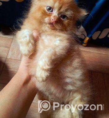Pure Persian Female Cat