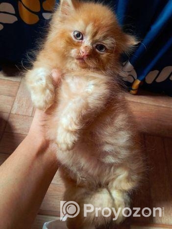 Pure Persian Female Cat