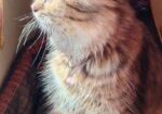 Punch face new adult female