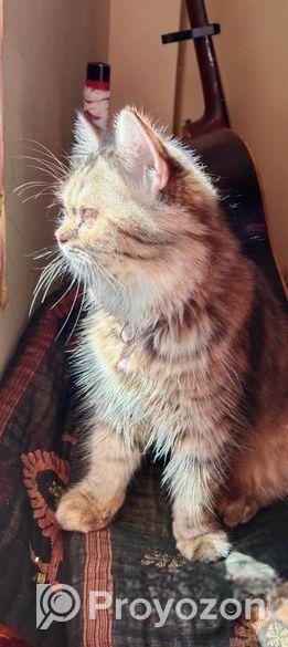 Punch face new adult female