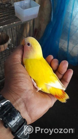 হেন্ডফিডিং সাইজ লাভবার্ড