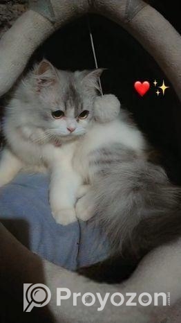 পার্শিয়ান মেল ক্যাট